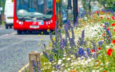 Habitats – wildflower verges and buses