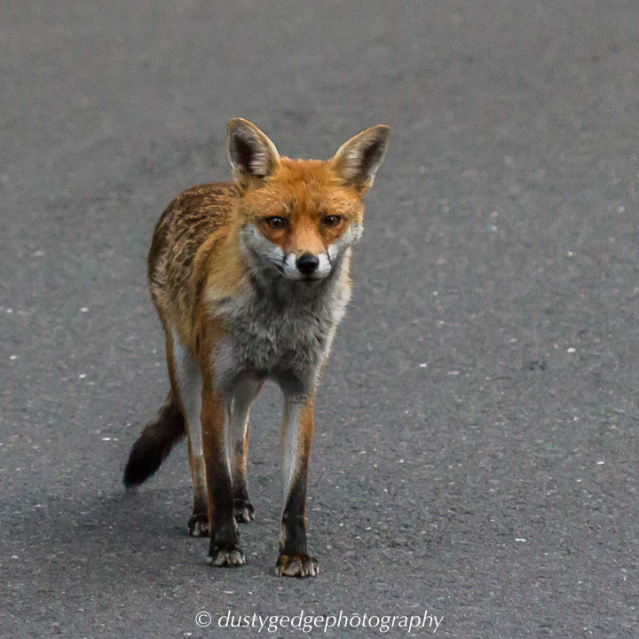 Foxes are often seen on the street in the City of London