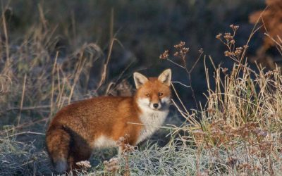 Foxes – A mammal for London