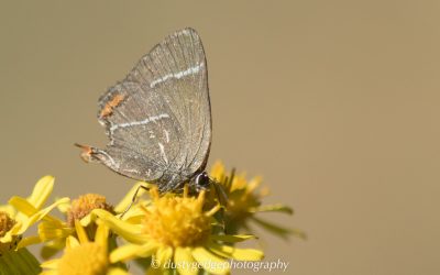 A hairstreak on the heath