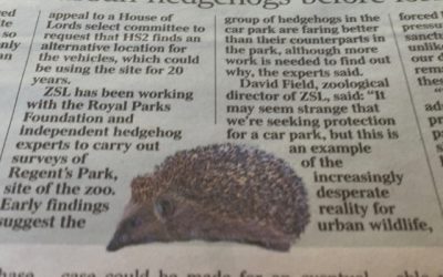 Hedgehogs put a prick in HS2