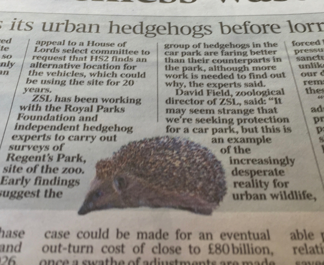 Hedgehogs put a prick in HS2