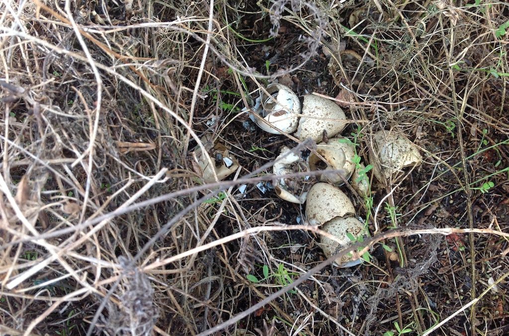 A New Green Roof Breeding Bird Species