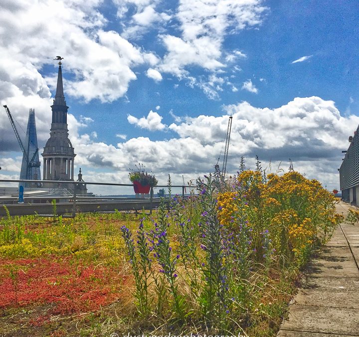 London habitats 1 – green roofs