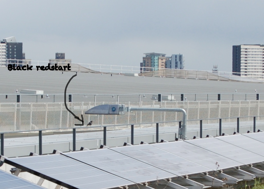 Black Redstart on Media Centre Green Roof - courtesy S. Connop