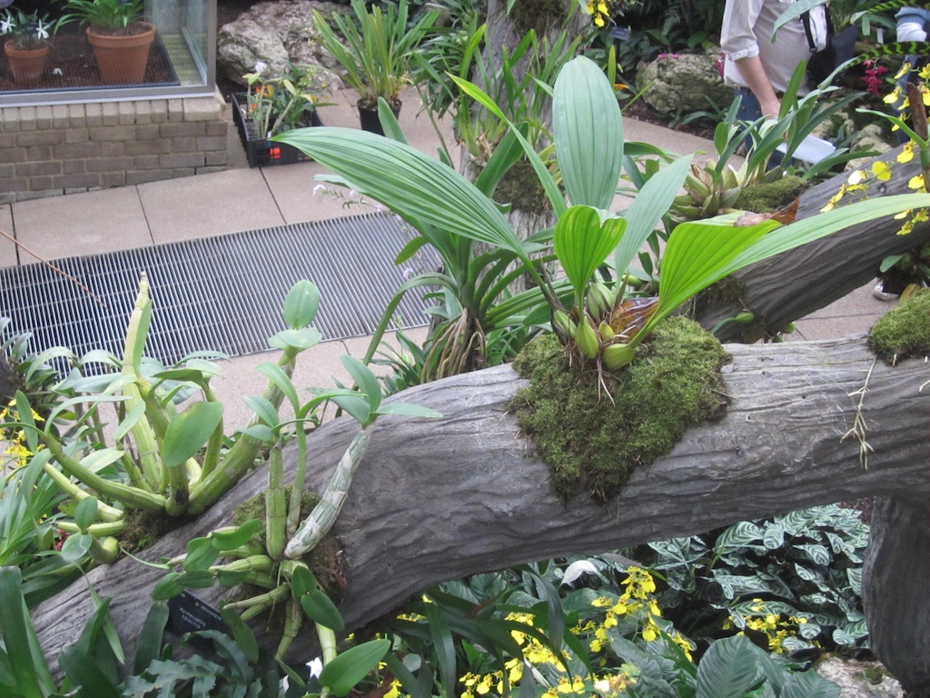 A concrete tree in the Tropical Rain forest House at Kew is covered in Bromeliads