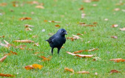 Jackdaw – Court Jesters of the Crow World