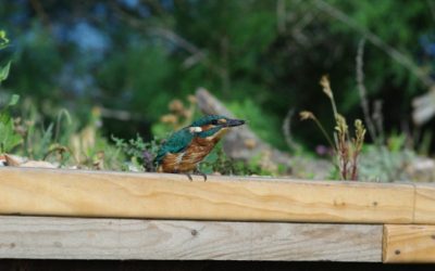 Unexpected birds on green roofs – case of rescue and feed!
