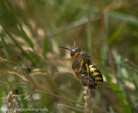 The Bee wolf and the Honey bee - both are good pollinators