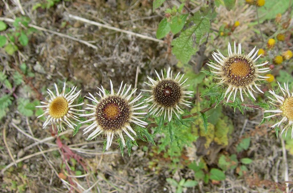 Boar’s throat thistle – old brickworks Kent