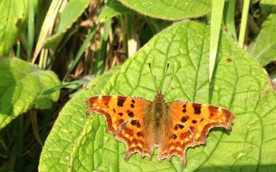 Early Spring Butterflies