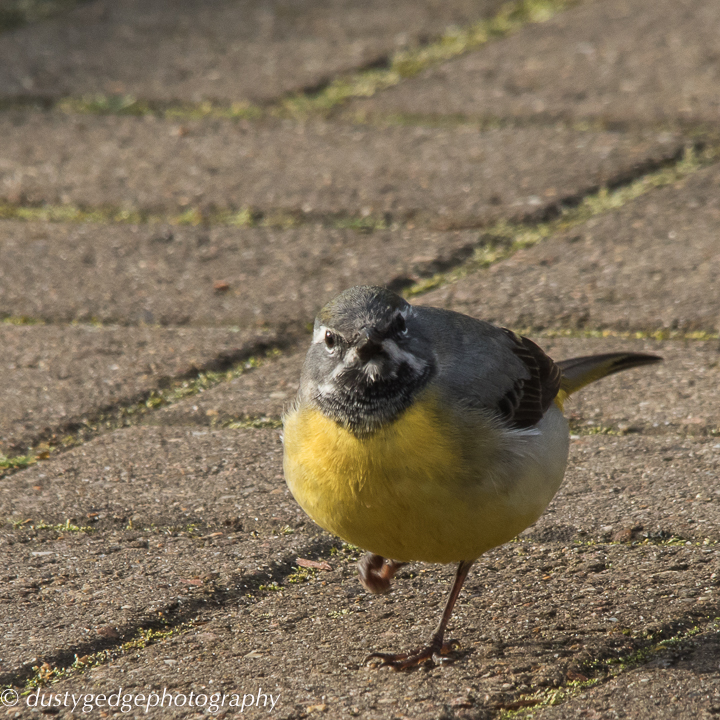 Grey wagtail on a roof in the City of London