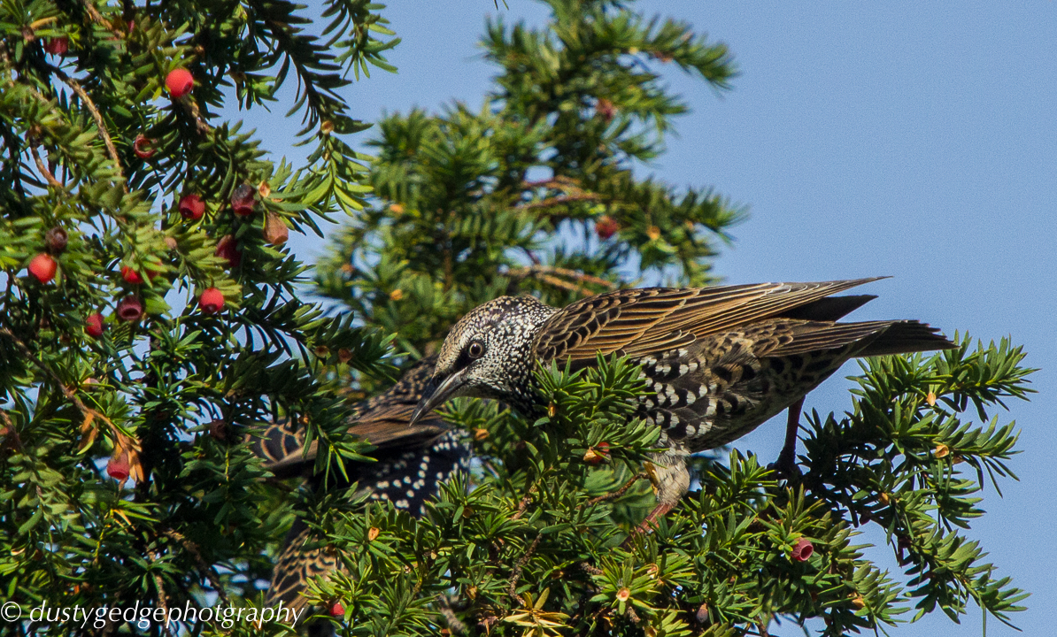 Starling feeding on Yew tree
