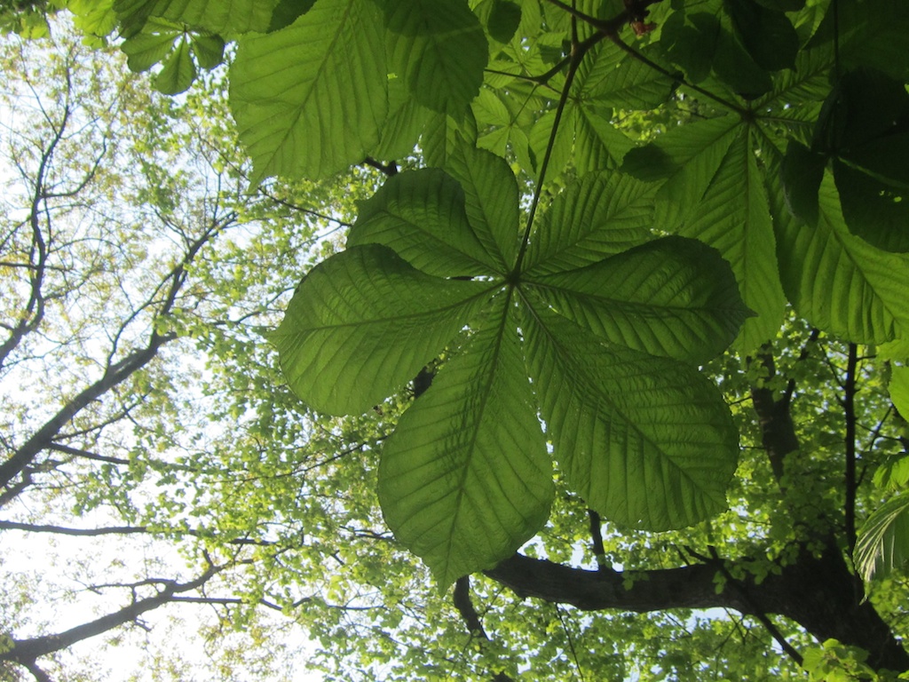 Horse chestnut leaf on my treeyear tree
