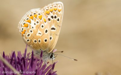 Butterfly Count 2015
