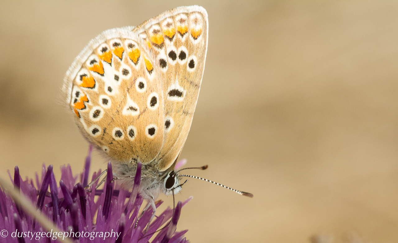 Common Blue butterfly female