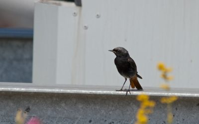 Black redstarts, a story of renewal – green roof birds 1